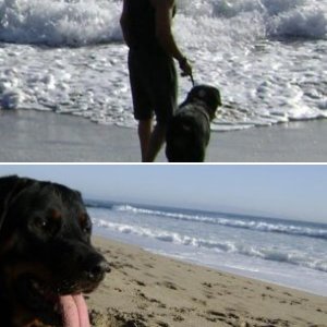 Beach with Dog